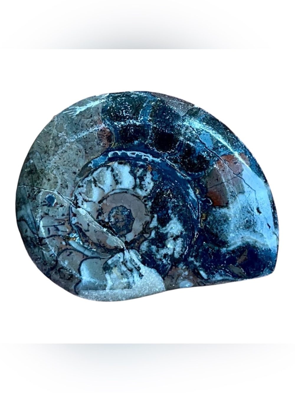 Ammonite Goniatite Fossil Polished Mineral Medium